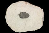 Bargain, Pseudocryphaeus Trilobite - Lghaft, morocco #126916-1